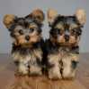 Yorkshire terrier bez PP