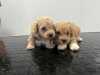 Maltipoo puppies