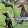 Doberman puppies for sale