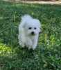 Puppy bison, female