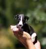 whippet puppies