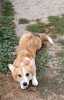 Male Welsh Corgi puppy