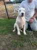 Dogo Argentino puppies