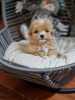 I am selling adorable maltipoo puppies