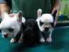 French bulldog puppies vcvx