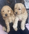 Cockapoo Pups na prodej.