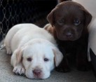 Labrador Retriever štěňata