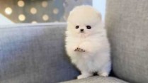 Okouzlující šálek Pomeranian štěňata na prodej*