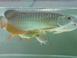 Arowanas, Diskutujte, Flowerhorn, Koi & Saratogas