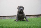 Pit bull bluenose male for sale