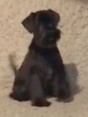 Miniature schnauzer puppies black and black silver