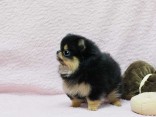 Prodám štěňátka německý špic trpasličí (pomeranian