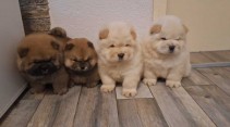 chow chow