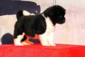 American Akita puppies