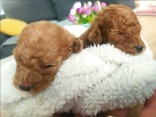 Toy Poodle - Love at First view