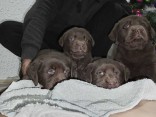 Chocolate Labrador retriever puppies