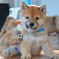 Shiba inu puppies