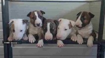 Bull terrier puppies