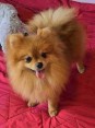 Premium pomeranians of BOO SALE ACTION