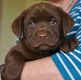 Domů vyškolené Labrador Retriever štěňata